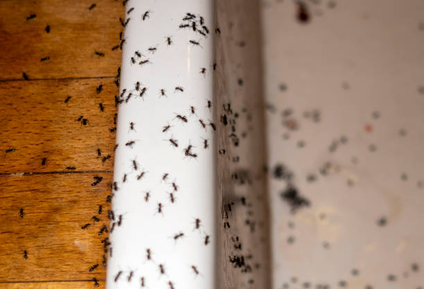 Best Local Pest Control Services  in East Rochester, NY