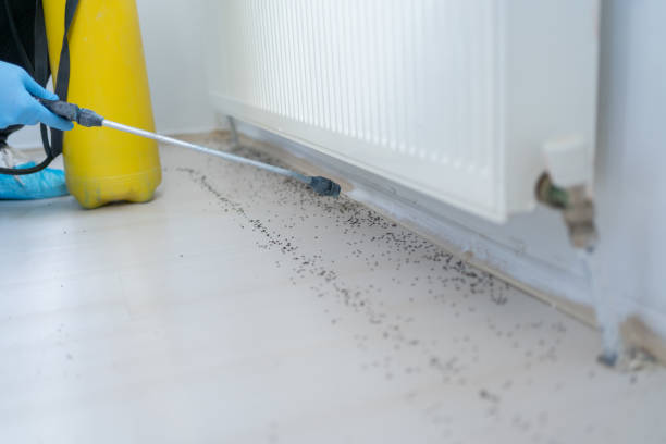 Best Spider Control Near Me  in East Rochester, NY