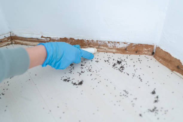 Best Flea Control Services  in East Rochester, NY