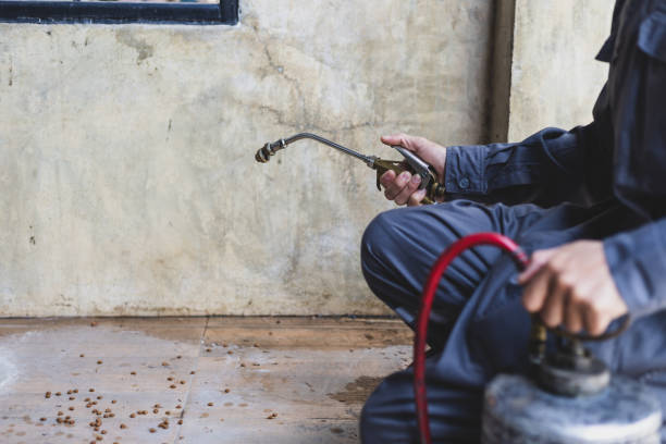 Best Wasp Removal Services  in East Rochester, NY